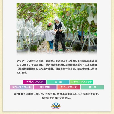 結城アッシーリス農園産 シャインマスカット【特選房】1房500g 匠の技と自然の恵みが生む、輝く一房