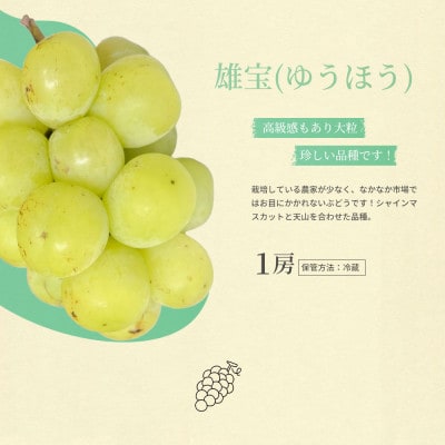 結城アッシーリス農園産 雄宝【特選房】約500g～匠の果樹棚で育つ、大粒ぶどう～