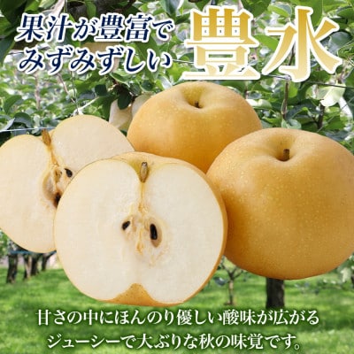 【2026先行予約】数量限定 とっくんちの梨「豊水」約3kg