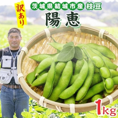 【2026年先行予約】枝豆 陽恵 訳あり 約1kg 国産 茨城県 結城市