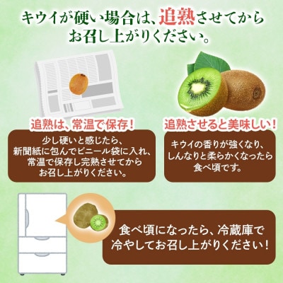 【2025年12月発送予定】 石井果樹園のキウイ ヘイワード 約4kg 約27玉