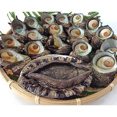【金曜日発送】若狭湾の素潜り【天然活黒アワビ(中サイズ)と活サザエ1.1kg】