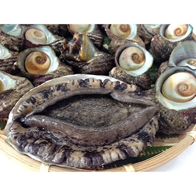 【金曜日発送】若狭湾の素潜り【天然活黒アワビ(中サイズ)と活サザエ1.1kg】