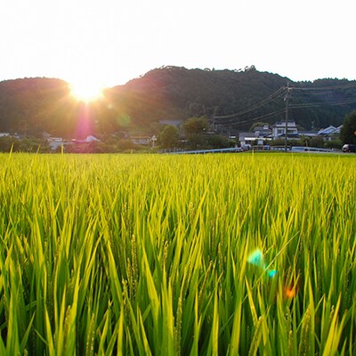 天日掛け干しほたる米5kg・彩り米250gセット