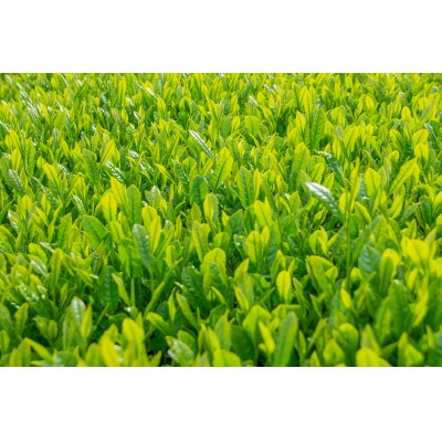 【新茶・令和7年度産】和束茶ギフトセット(竹) 　煎茶、かりがね　(2025年5月下旬以降発送分)