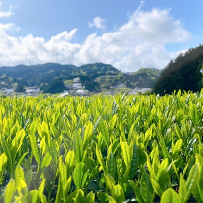 【24本】和束茶の香りを存分に味わうスパークリングティー | Apoptosis Sparkling