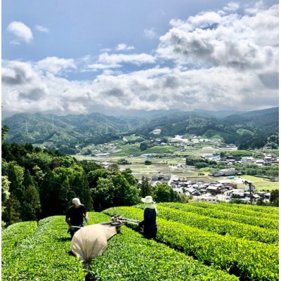 レストラン・ホテルの料理長やソムリエに選ばれる高級ボトリングティー6本 | Wazuka Green