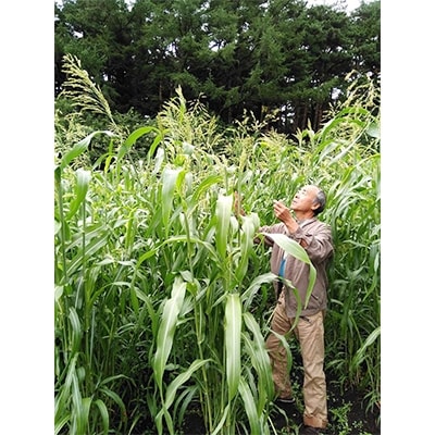 【青森県階上町産】 南部和箒(座敷箒)