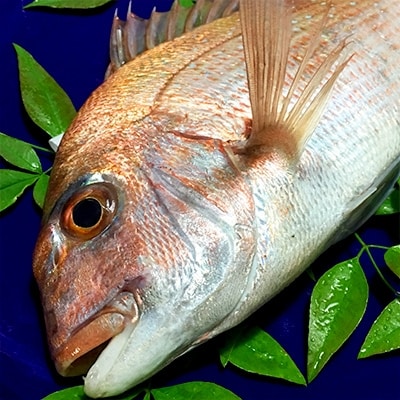 九十九島活魚「鯛」と「ブリ」料理