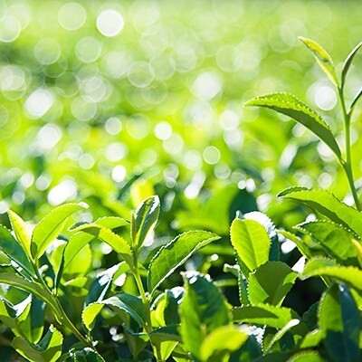 女性が選んだ新茶　特選400g(100g×4本)