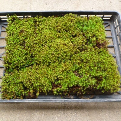杉苔(スギゴケ)3枚セット　約37cm×30cm