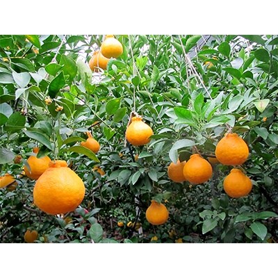 温室しらぬい 約3kg (7～8玉入り)