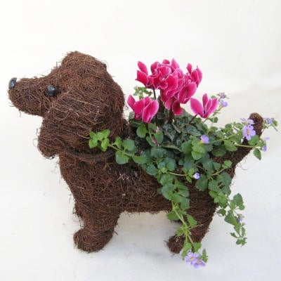 チビわんこの寄せ植え(1匹)