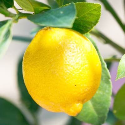 レモンの木鉢植え(テラコッタ鉢)