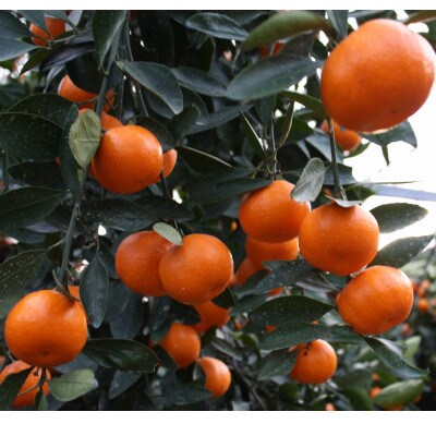 小原紅早生みかん 約4.5kg