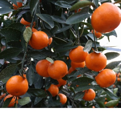 越冬小原紅早生みかん(個包装) 約1.5kg