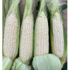 太物(2Lサイズ以上)ホワイトコーン 約3kg