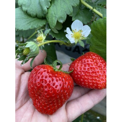 大粒(1粒20g以上)さぬきひめいちご 約500g