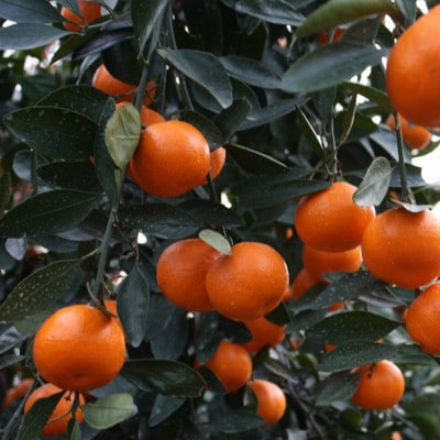 越冬小原紅早生みかん(ミックスサイズ) 約2kg