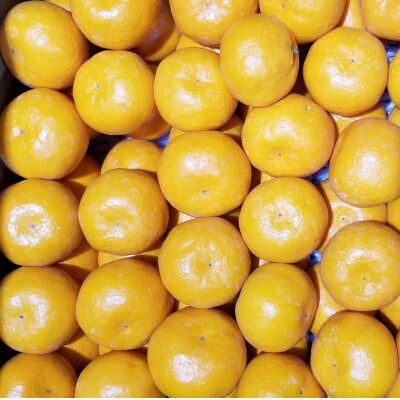 温州みかん(ミックスサイズ) 約5kg