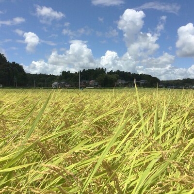 【令和2年産】新米 特別栽培米コシヒカリ多古米 玄米20kg