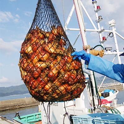 黄金のさしみほや 300g×3