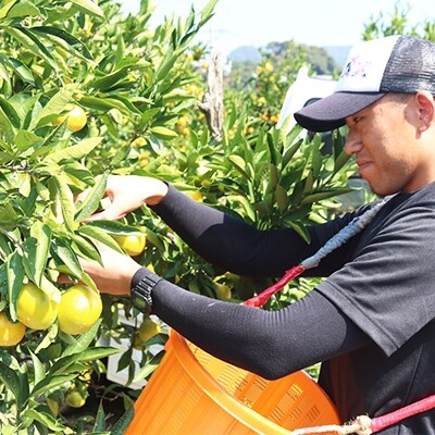 【まごころ手選別】和歌山の有田みかん10kg (2L~4Lサイズ混合)