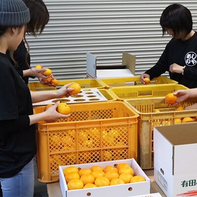 【まごころ手選別】和歌山の有田みかん10kg (2L~4Lサイズ混合)