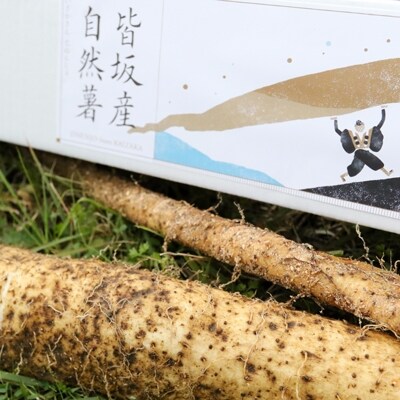 皆坂の土地で栽培した自然薯