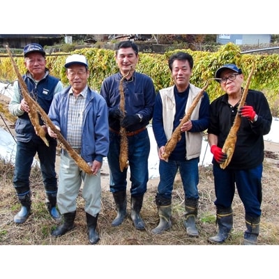 皆坂の土地で栽培した自然薯