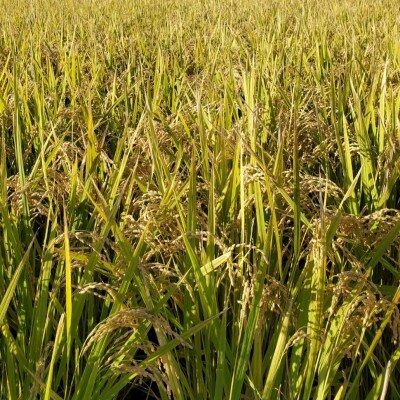 多賀城のお米 令和5年産ミルキークイーン 玄米10kg