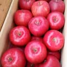 南部町営市場直送　りんご(サンふじ)【14個～18個】