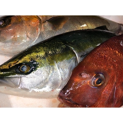 竹中水産の「ハマチ、カンパチ、鯛のいずれかを丸ごと1本お届け!(鯛は2尾)」【H22-231】