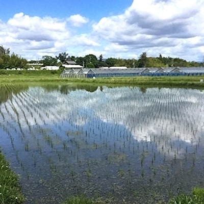 【令和4年産米】有機栽培米　地球の気『みずかがみ』玄米3kg