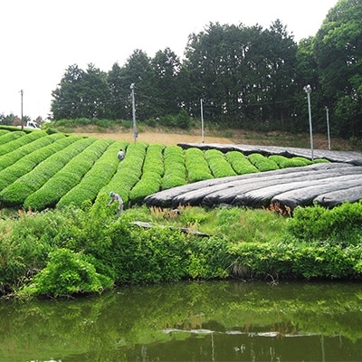 【南芳園】大和の風