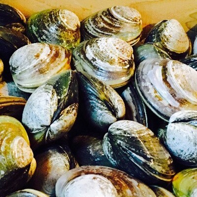 活はまぐり木箱入り、ドカンと4kg!わかKARA特製鍋のだし付