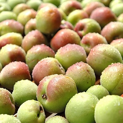 梅果汁ゼリー10本セット