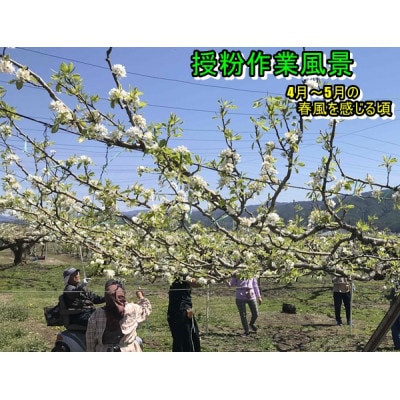 【令和4年先行受付開始】幸水5kg 9月中旬より発送