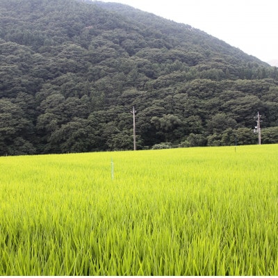 ほたるの里のはぜ掛け米5kg(精米)　合鴨農法