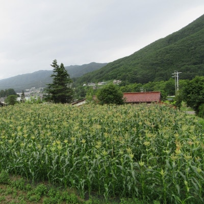 【7・8月発送予定】栽培期間中農薬不使用ベビーコーン!!農産物認定証取得園場(30本)