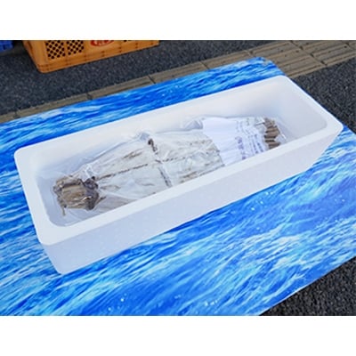 瀬戸内海産 天然鯛の浜焼き4～6人前