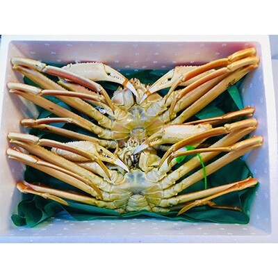 タグ付きブランド証明付き　湯がきたてコ松葉カニ(中サイズ)×2匹