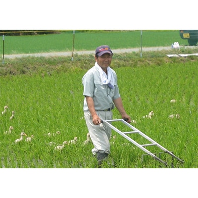 【毎月定期便】【3ヶ月連続お届け】新潟県胎内市産新之助10kg(5kg×2袋)全3回