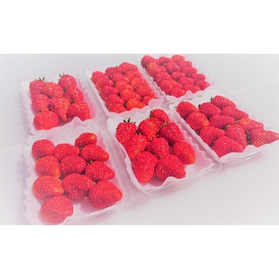 完熟　いちご　紅ほっぺ　約1.4kg　6パック