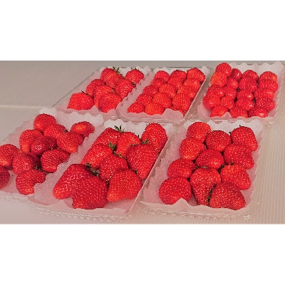 完熟　いちご　紅ほっぺ　約1.4kg　6パック