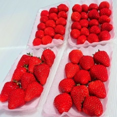 完熟　いちご　紅ほっぺ　約1kg　4パック