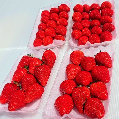 完熟　いちご　紅ほっぺ　約1kg　4パック
