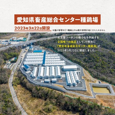 【2026年8月末終了】長崎堂コーチン菓子詰合わせ[008N01]