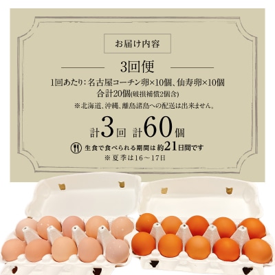【3回便】名古屋コーチン卵・仙寿卵お試しセット 各10個入り×3回 [006K02-T]