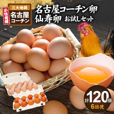 【6回便】名古屋コーチン卵・仙寿卵お試しセット 各10個入り×6回[006K04-T]